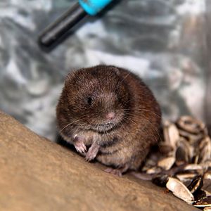 Smith's red backed vole (Myodes smithii)