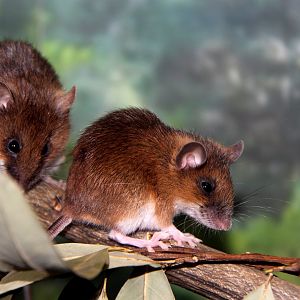 small Japanese field mouse (Apodemus argenteus)