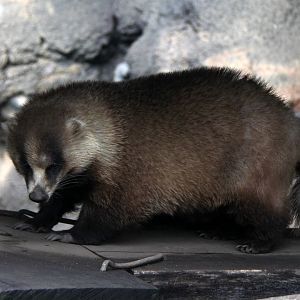 Japanese badger (Meles anakuma)