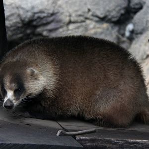 Japanese badger (Meles anakuma)