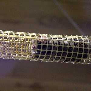 small Japanese mole (Mogera imaizumii)