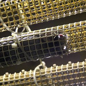 small Japanese mole (Mogera imaizumii)