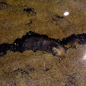 Japanese mole (Mogera wogura)