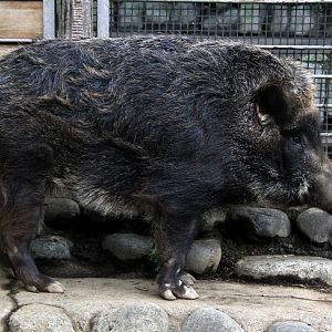 Japanese boar (Sus scrofa leucomystax)