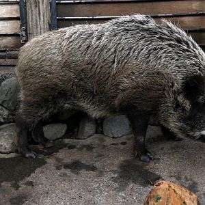 Japanese boar (Sus scrofa leucomystax)