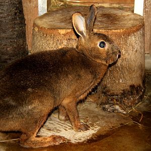 Japanese hare (Lepus brachyurus brachyurus)