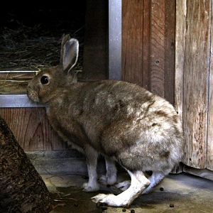 Japanese hare (Lepus brachyurus angustidens)