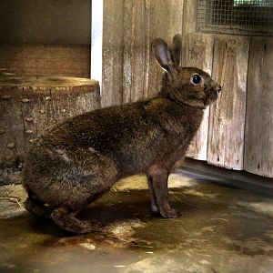 Japanese hare (Lepus brachyurus brachyurus)