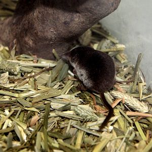 Ezo least shrew (Sorex minutissimus hawkeri）