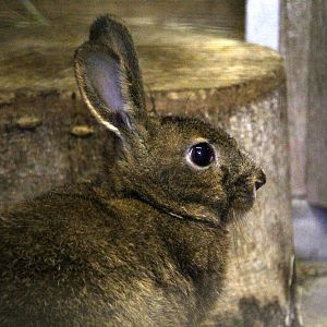 Japanese hare (Lepus brachyurus brachyurus)