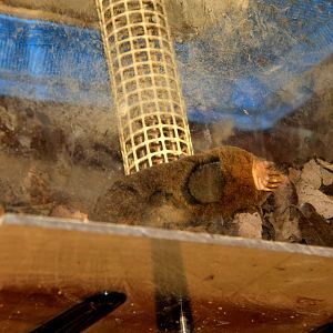 small Japanese mole (Mogera imaizumii)