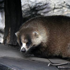 Japanese badger (Meles anakuma)