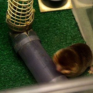 Japanese mole (Mogera wogura)