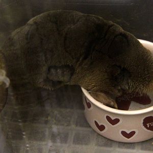 small Japanese mole (Mogera imaizumii)