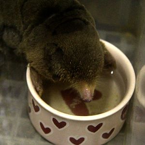 small Japanese mole (Mogera imaizumii)