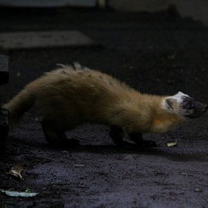 Japanese marten (Martes melampus)