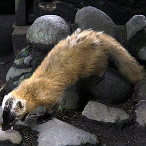 Japanese marten (Martes melampus)