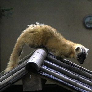 Japanese marten (Martes melampus)