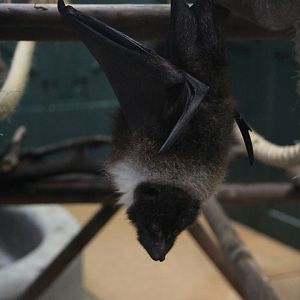 Ryukyu flying fox (Pteropus dasymallus)