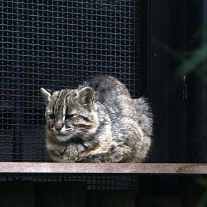 Tsushima leopard cat (Prionailurus bengalensis euptilura)