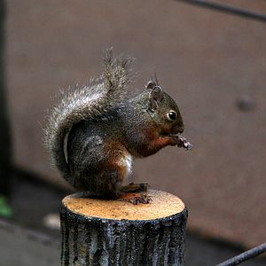 Japanese squirrel (Sciurus lis)