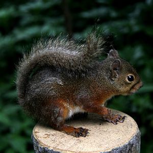 Japanese squirrel (Sciurus lis)