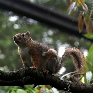 Japanese squirrel (Sciurus lis)