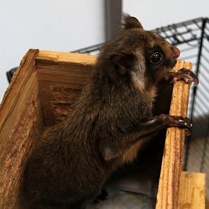 Japanese giant flying squirrel (Petaurista leucogenys)