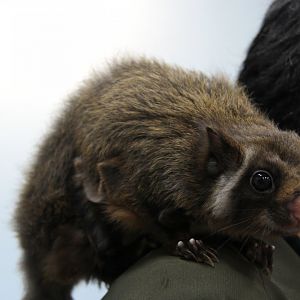 Japanese giant flying squirrel (Petaurista leucogenys)