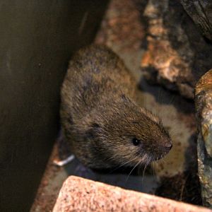 Japanese grass vole (Microtus montebelli)