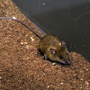 small Japanese field mouse (Apodemus argenteus)