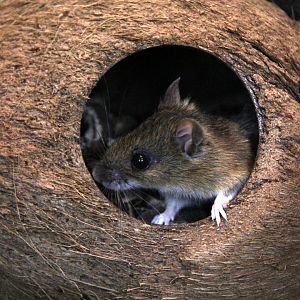 large Japanese field mouse (Apodemus speciosus)