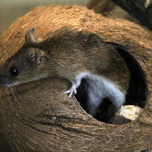 large Japanese field mouse (Apodemus speciosus)