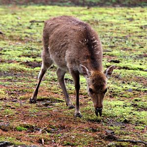 Yakushima Sika deer (Cervus nippon yakushimae)
