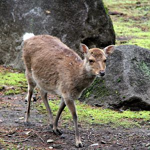 Yakushima Sika deer (Cervus nippon yakushimae)