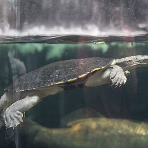 Northern Australian Snapping Turtle