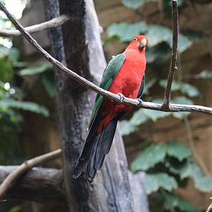 Australian King Parrot