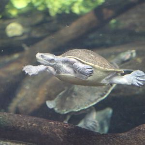 Northern Yellow-Faced Turtle