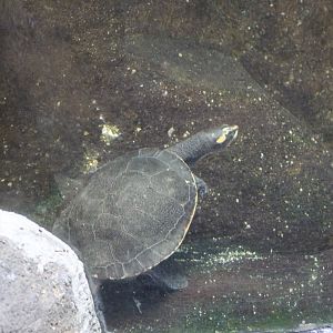 Red-Bellied Short-Necked Turtle