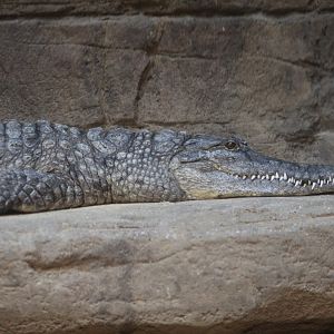 Australian Freshwater Crocodile