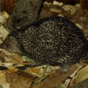 greater hedgehog tenrec (Setifer setosus)