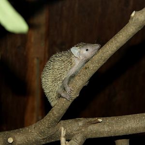 lesser hedgehog tenrec (Echinops telfairi)