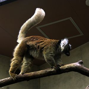 black lemur (Eulemur macaco)