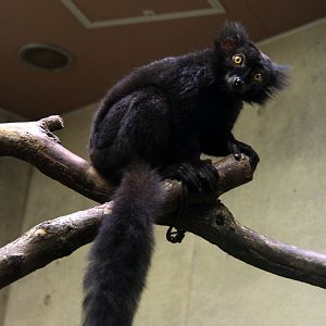 black lemur (Eulemur macaco)