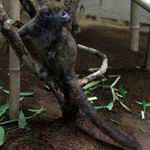 eastern lesser bamboo lemur (Hapalemur griseus)
