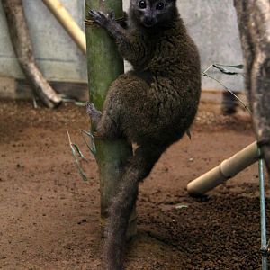 eastern lesser bamboo lemur (Hapalemur griseus)