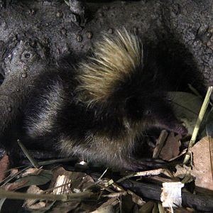 highland streaked tenrec (Hemicentetes nigriceps)