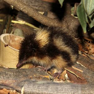 highland streaked tenrec (Hemicentetes nigriceps)
