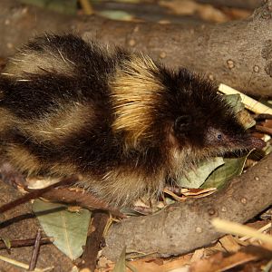 highland streaked tenrec (Hemicentetes nigriceps)