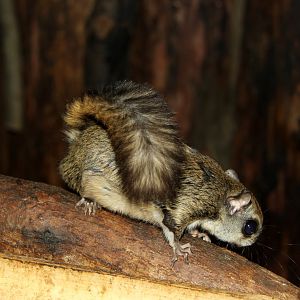 Japanese dwarf flying squirrel (Pteromys momonga)